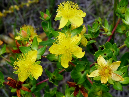 {Hypericum myrtifolium}